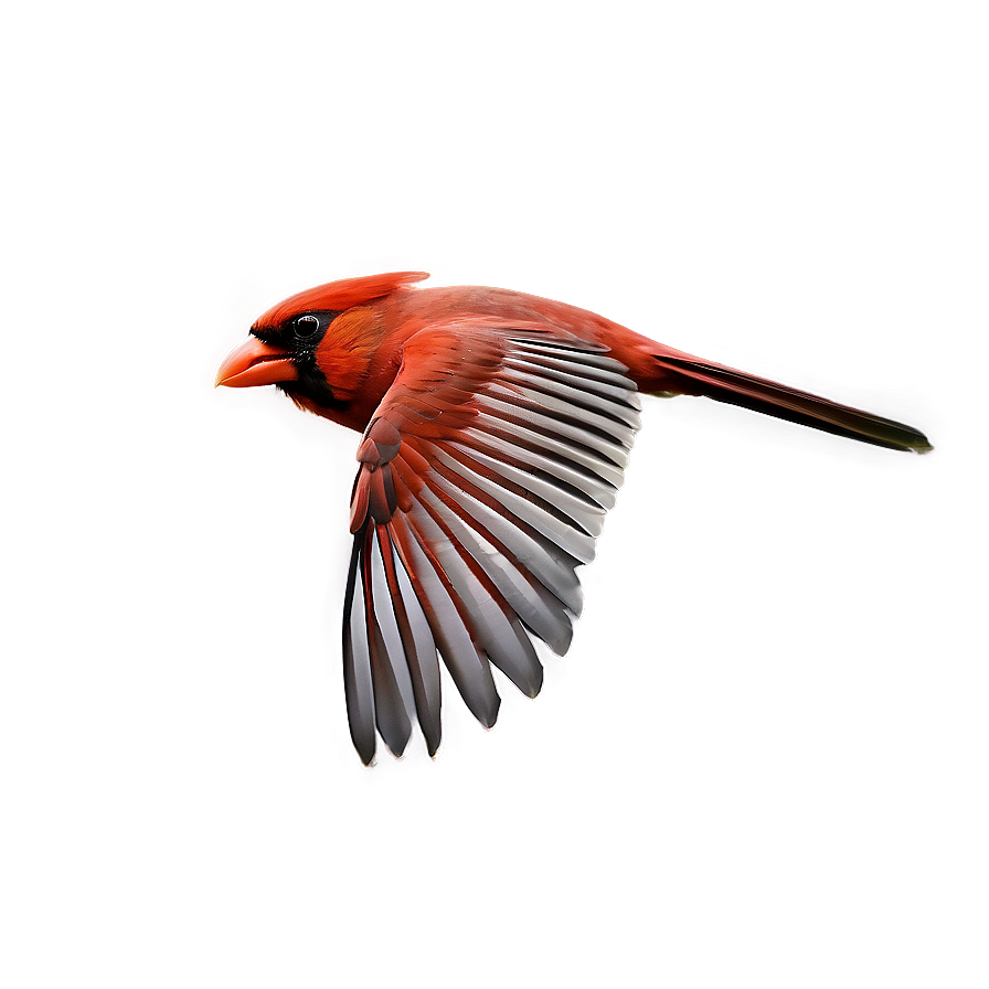 Cardinal Flying Side View Png Wpy44 PNG Image