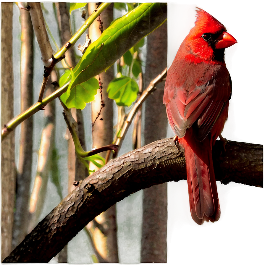 Cardinal In Nature Png Hsa85 PNG Image