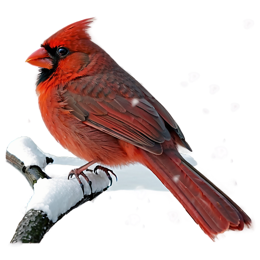 Cardinal In Snow Png 05242024 PNG Image