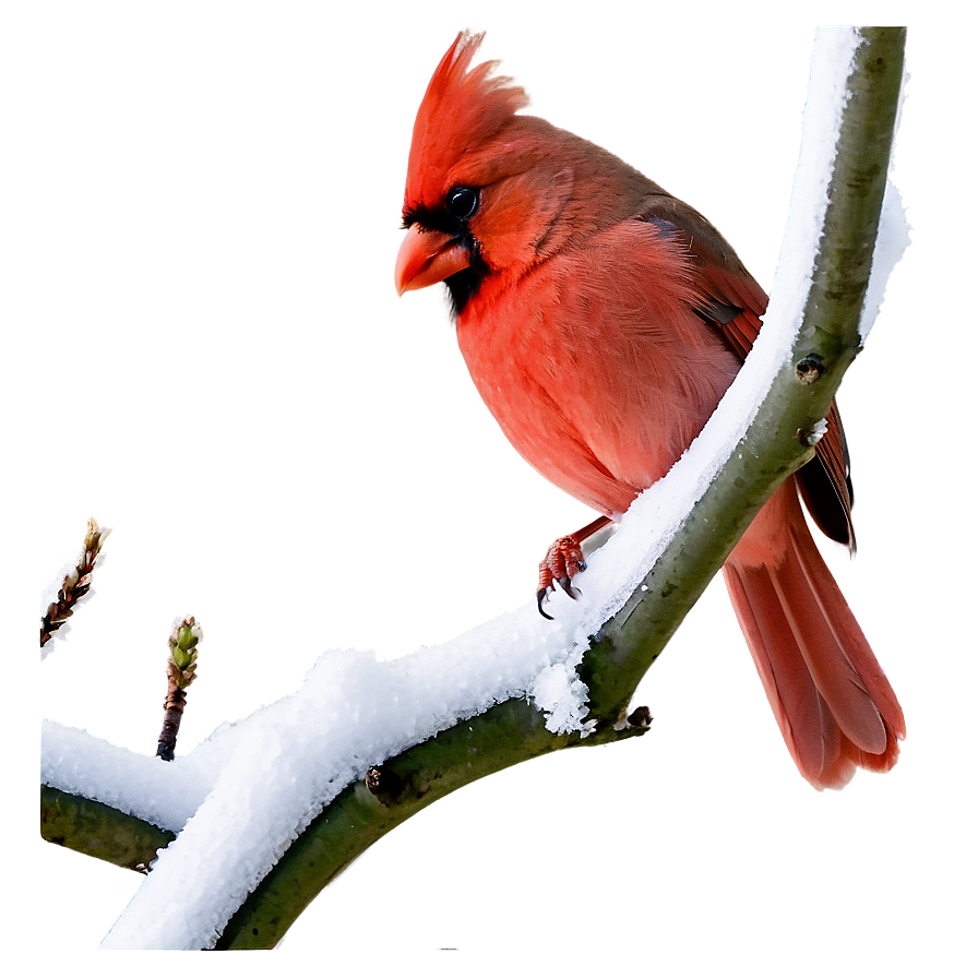 Cardinal In Winter Png 35 PNG Image