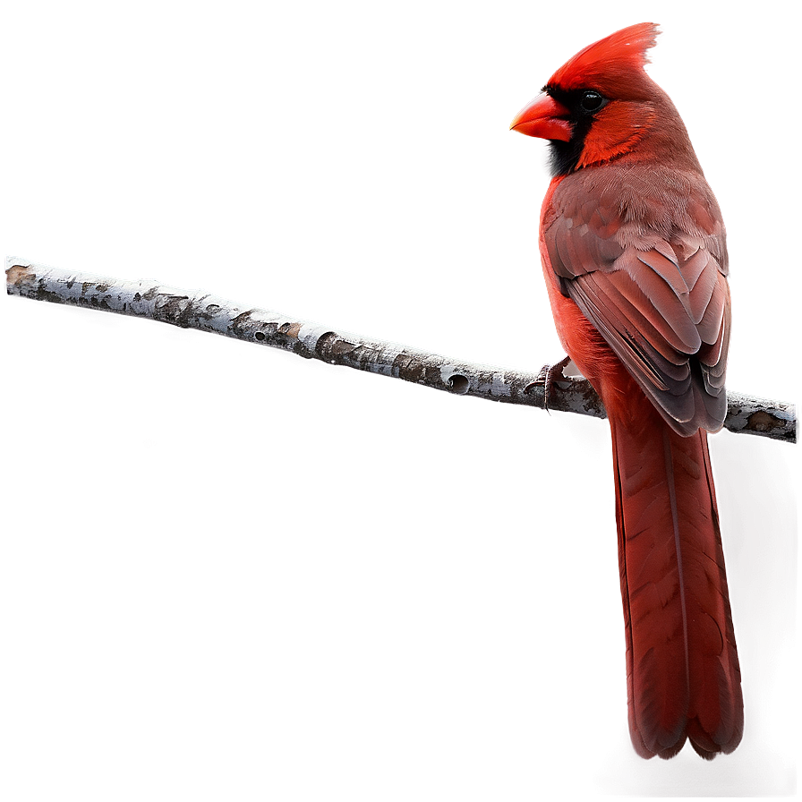 Cardinal On Branch Png 48 PNG Image