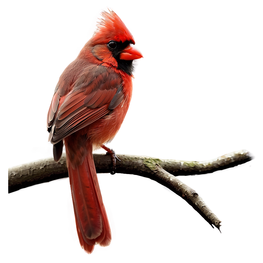 Cardinal On Branch Png 6 PNG Image