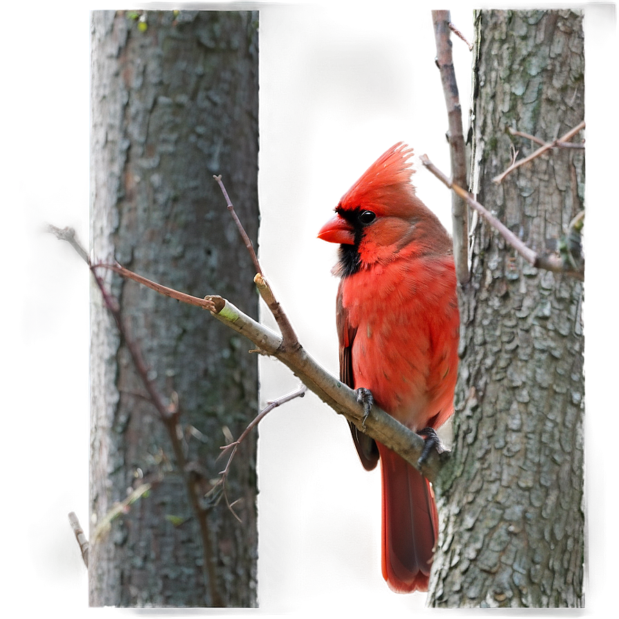 Cardinal Pair Png 05242024 PNG Image