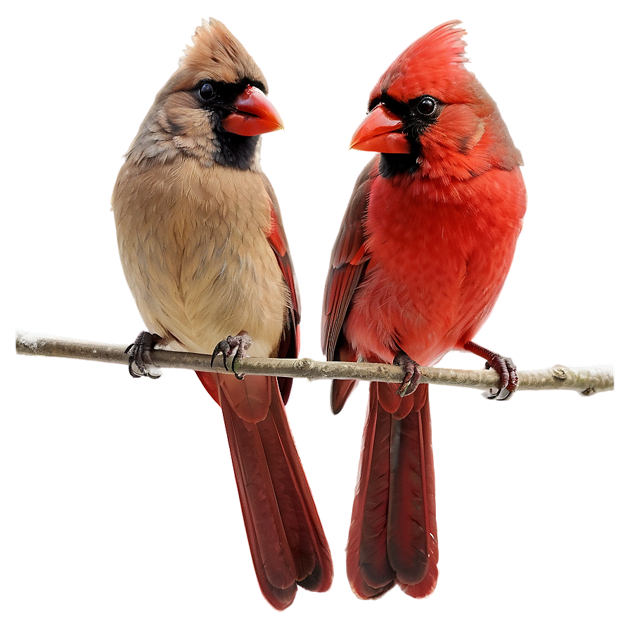 Cardinal Pair Png 05242024 PNG Image