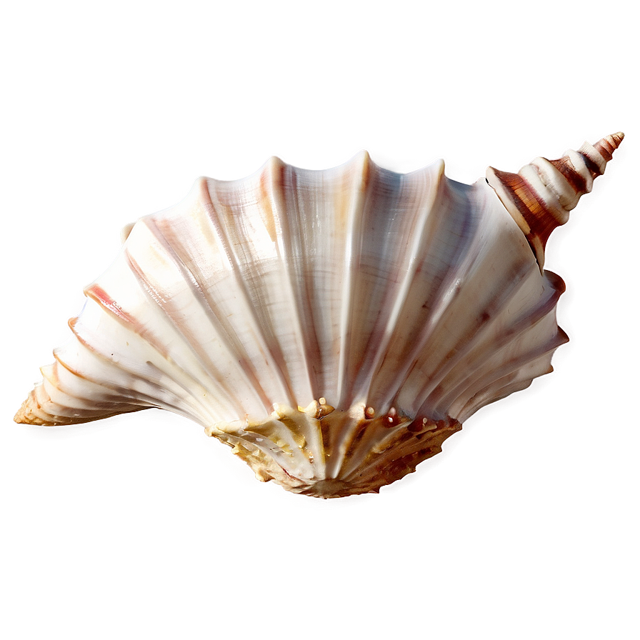 Caribbean Conch Shell Outline Png Qbe24 PNG Image