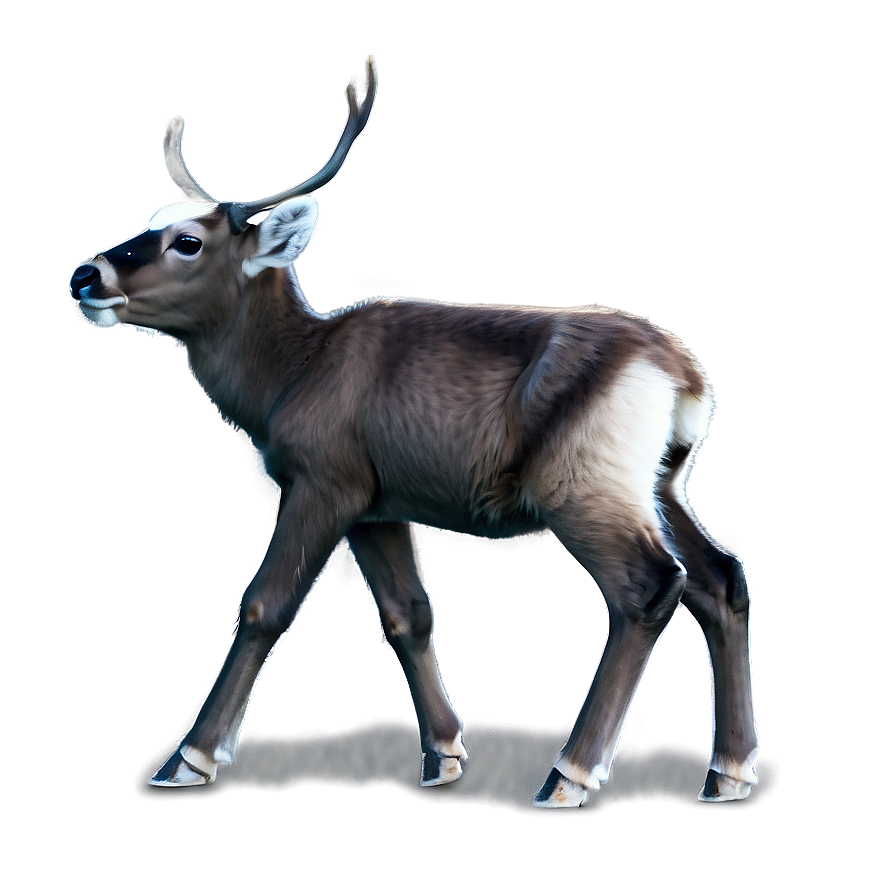 Caribou Calf First Steps Png Sld58 PNG Image