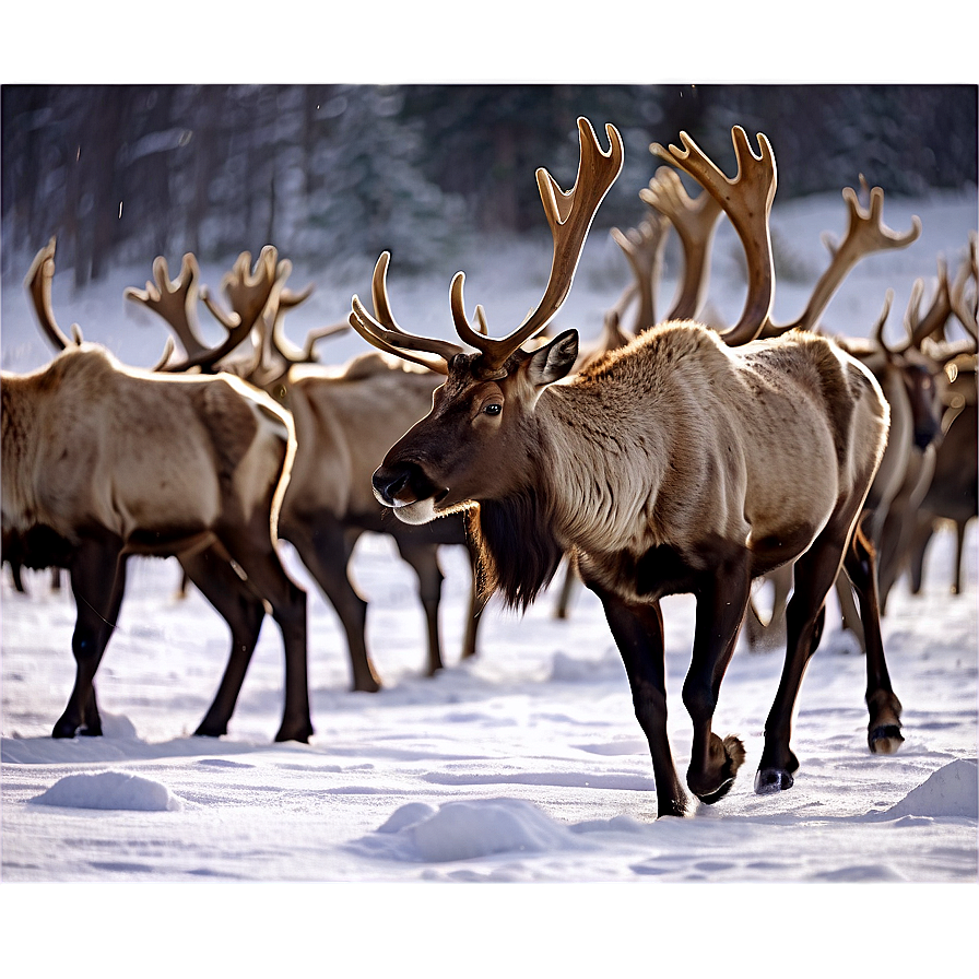 Caribou Crossing Snowy Field Png Oyx PNG Image