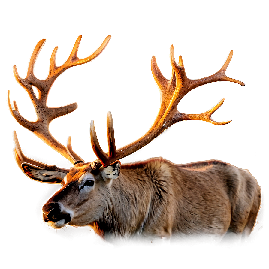 Caribou During Golden Hour Png Yiq PNG Image