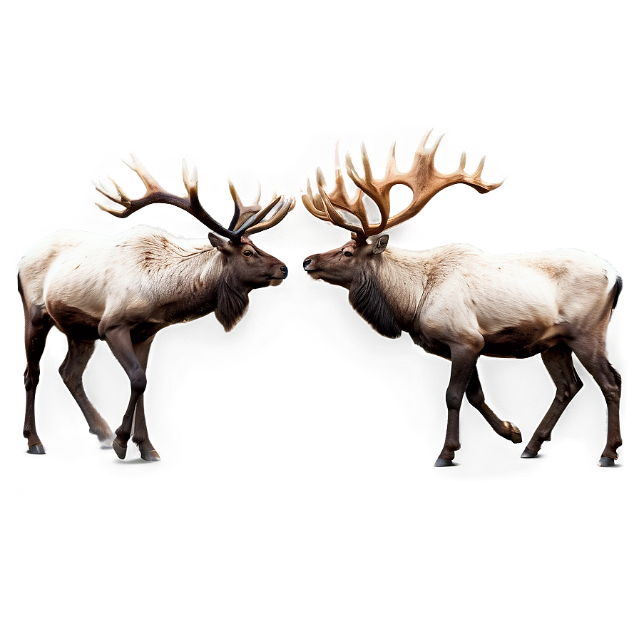 Caribou Fighting With Antlers Png 22 PNG Image