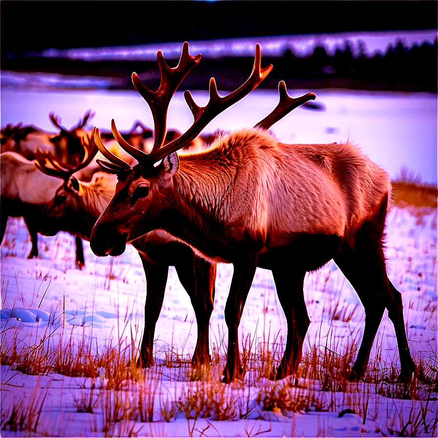 Caribou Herd At Sunset Png Wjo8 PNG Image