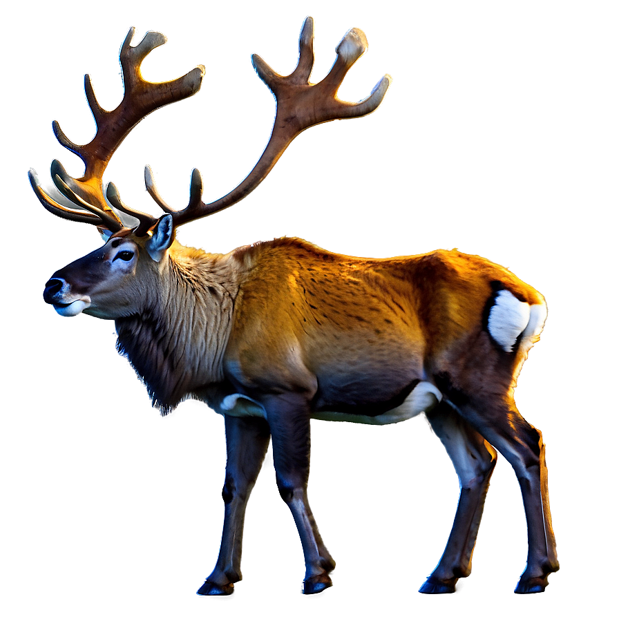 Caribou In Autumn Forest Png 67 PNG Image