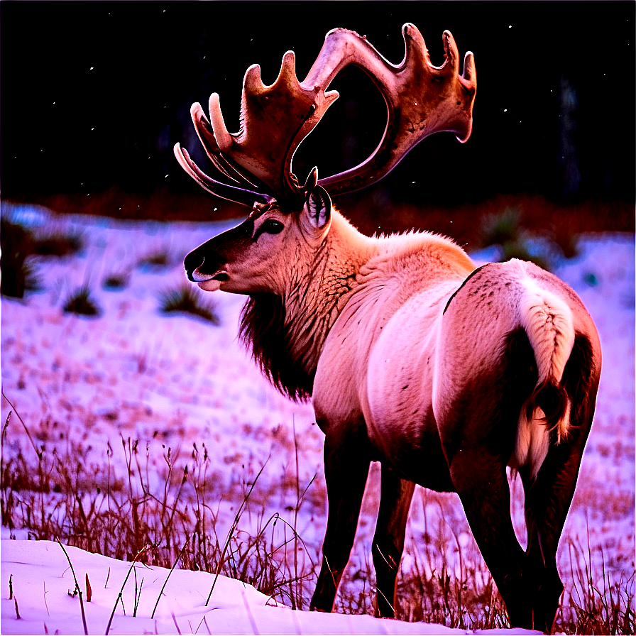 Caribou In The Wild Png 25 PNG Image