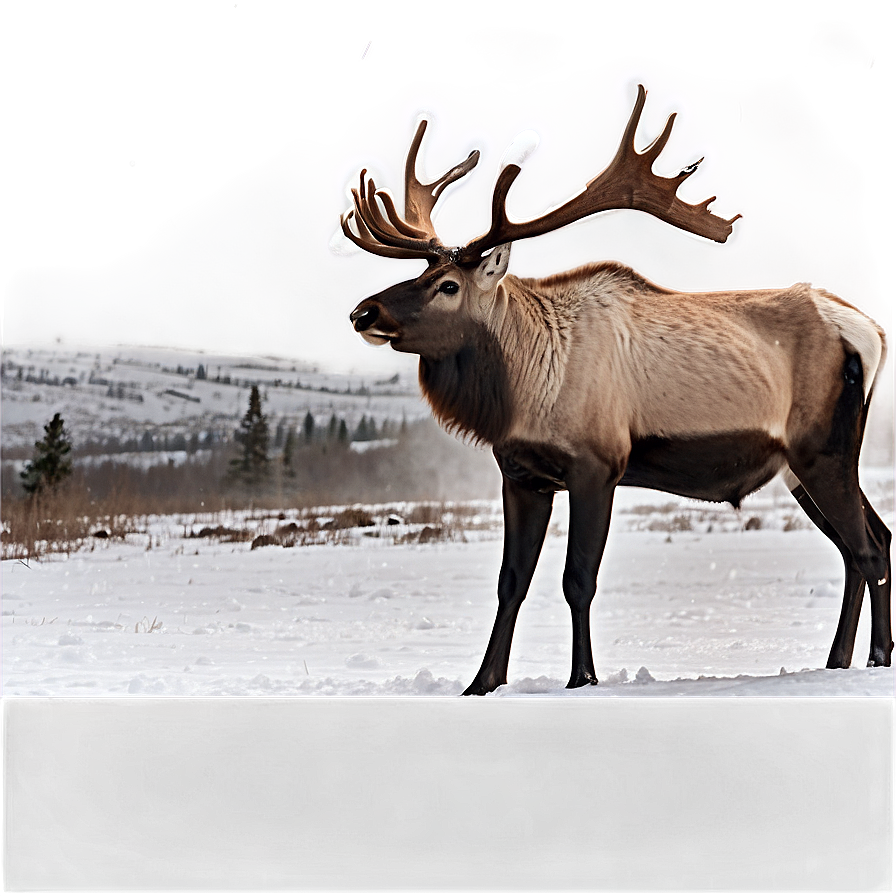 Caribou Standing In Snowstorm Png Lvg34 PNG Image