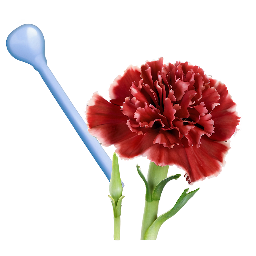 Carnation C PNG Image