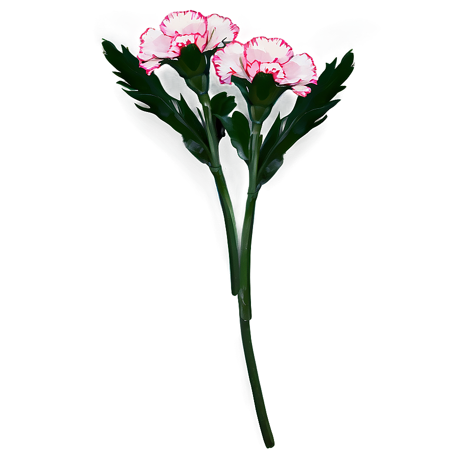 Carnation Cluster Png Mgc91 PNG Image