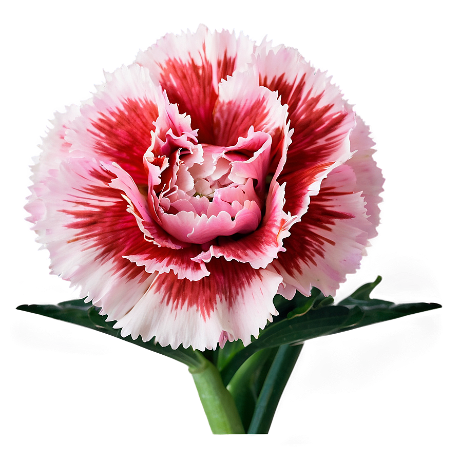 Carnation In Bloom Png Ydu96 PNG Image