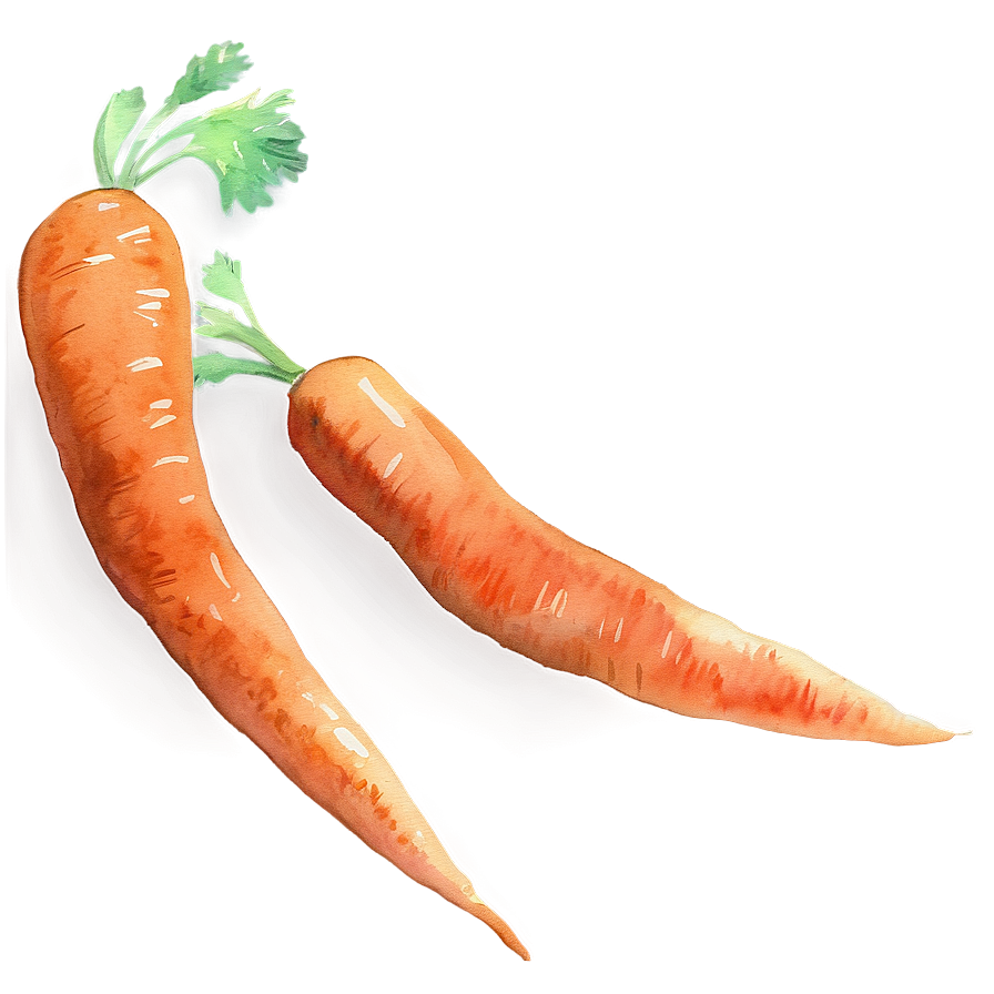 Carrot Watercolor Png Yam PNG Image