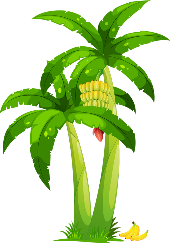 Cartoon Banana Tree With Fruit PNG Image