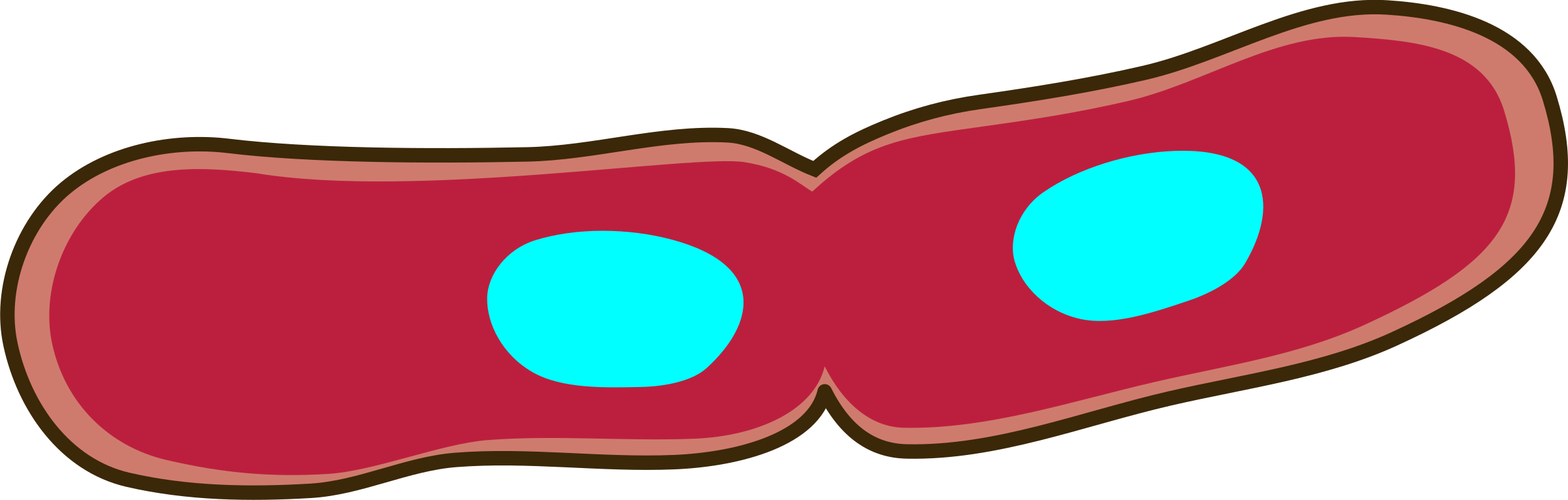 Cartoon Binary Fission Bacteria PNG Image