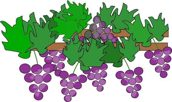 Cartoon Grapevine Cluster PNG Image