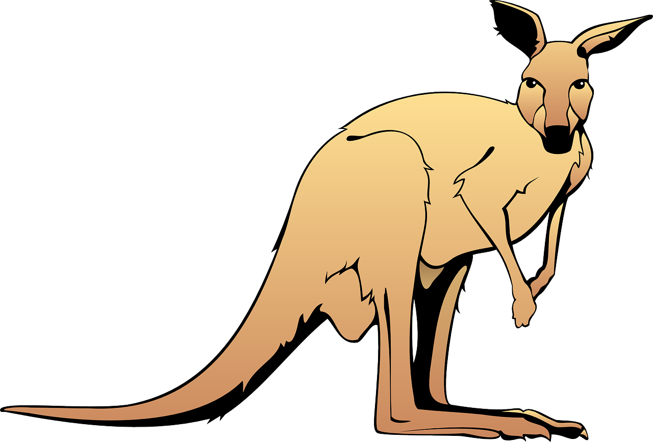 Cartoon Kangaroo Graphic PNG Image