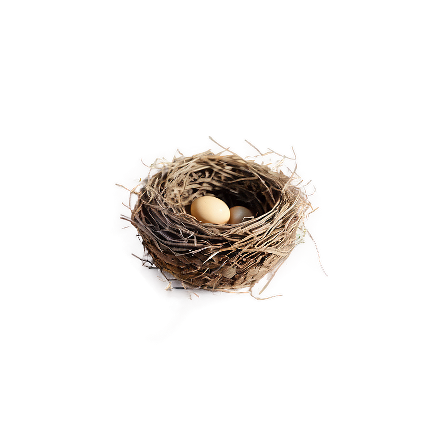 Cartoon Nest Drawing Png 05252024 PNG Image