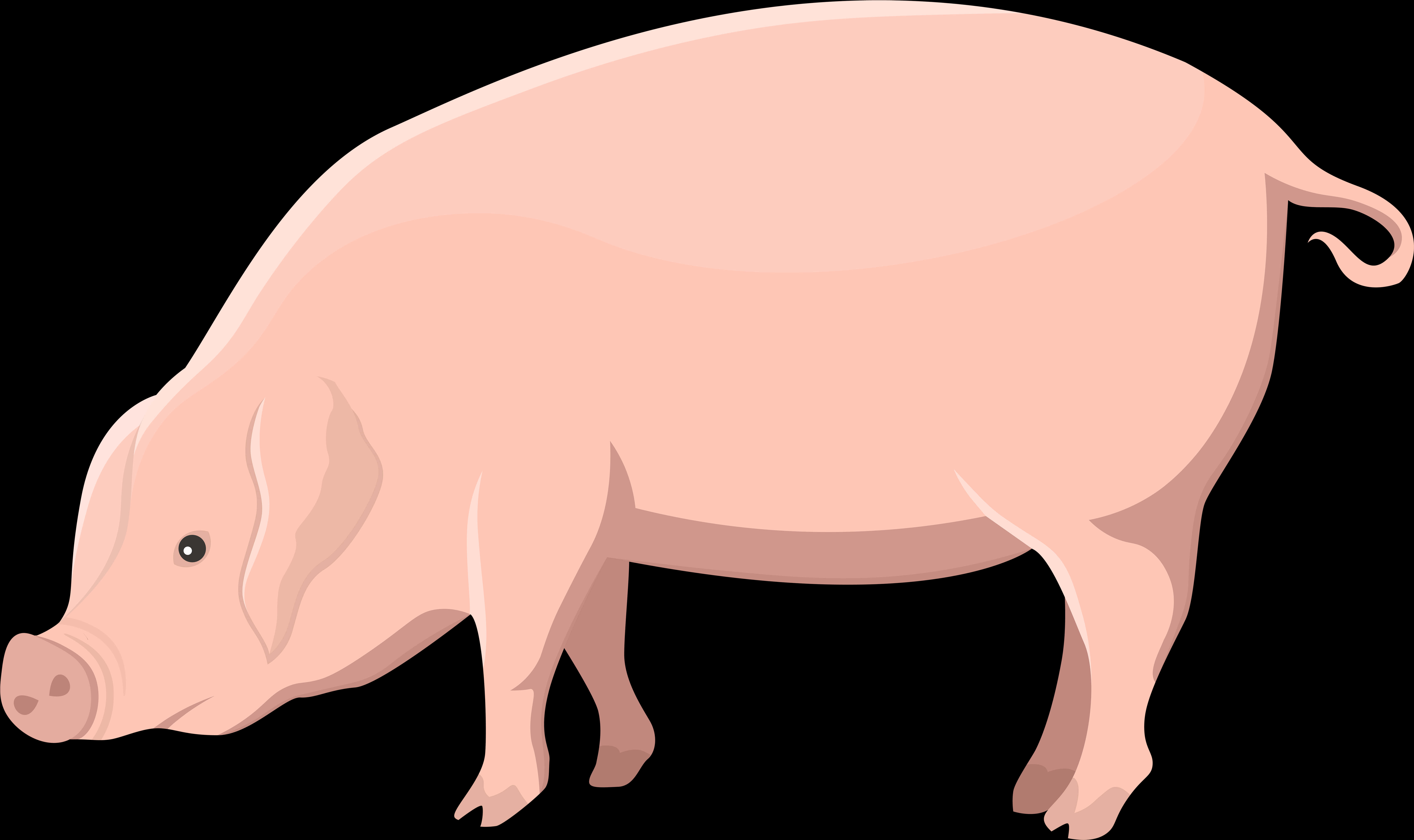 Cartoon Pig Illustration PNG Image