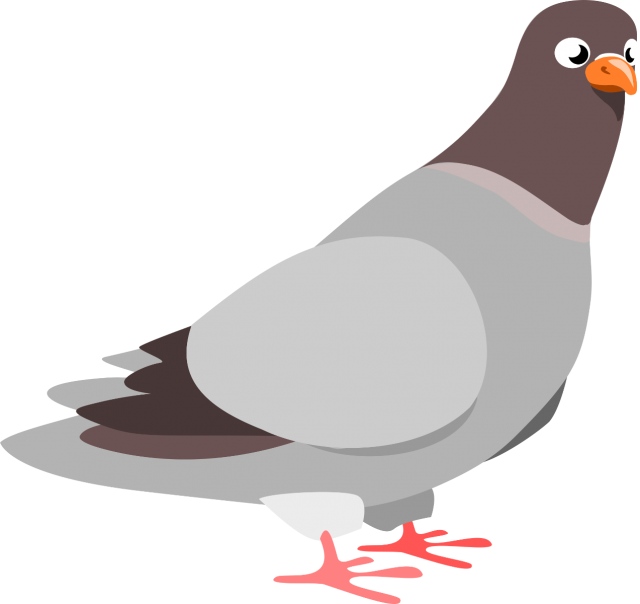 Cartoon Pigeon Illustration PNG Image