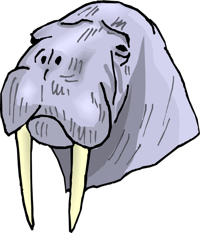 Cartoon Walrus Head Illustration PNG Image