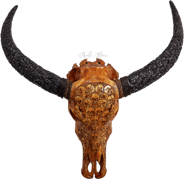 Carved Skullwith Long Horns PNG Image