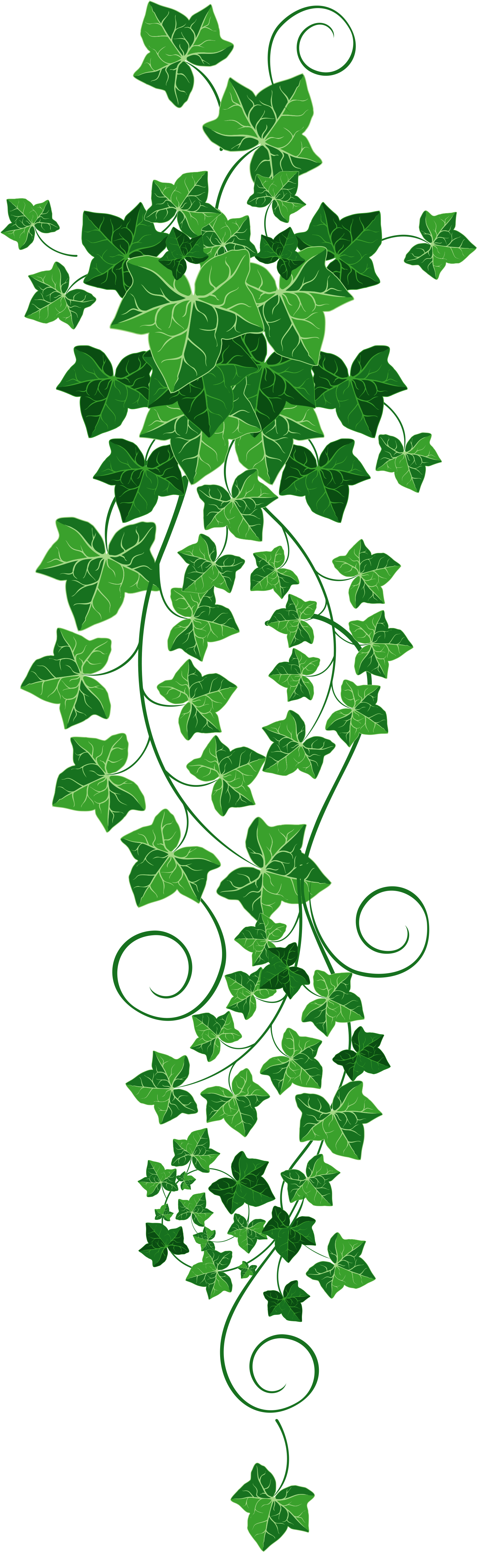 Cascading Green Ivy Vines PNG Image