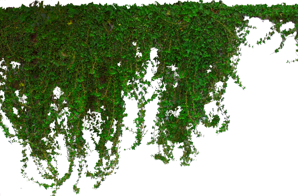 Cascading Green Ivy Wall PNG Image