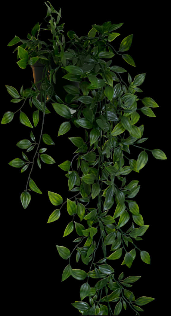 Cascading Greenery Hanging Plant.jpg PNG Image