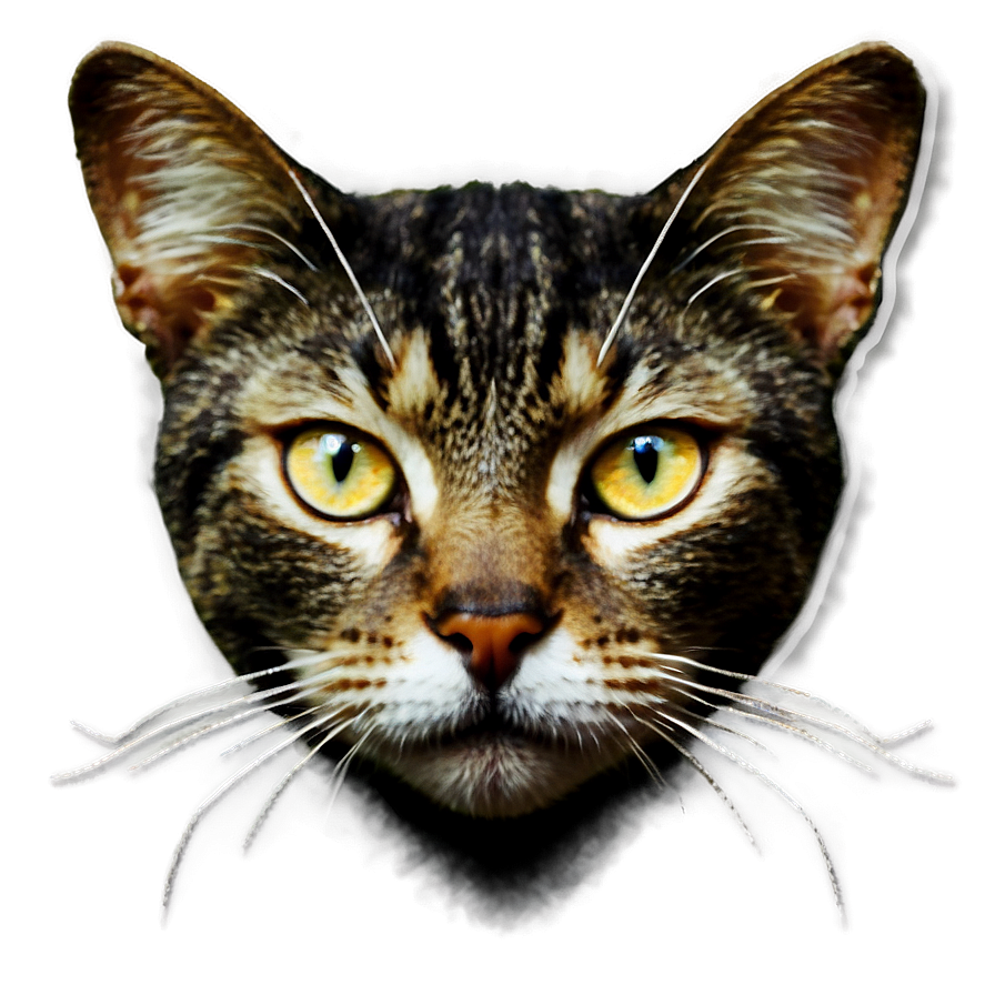 Cat Eyes Png Axr71 PNG Image