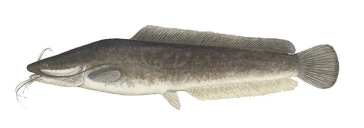 Catfish Illustration PNG Image