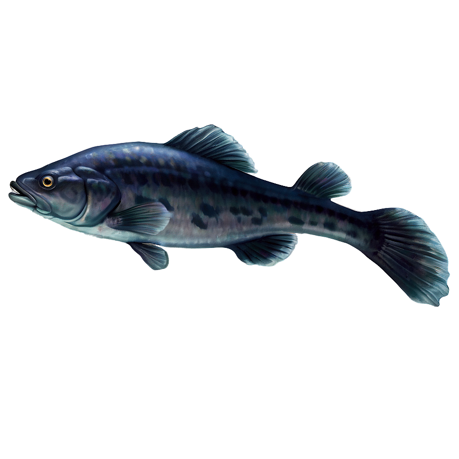 Catfish Png Jdl PNG Image