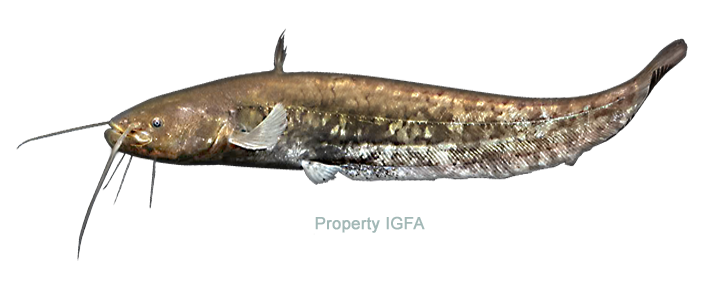 Catfish Side View I G F A PNG Image