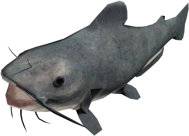 Catfish Side View PNG Image