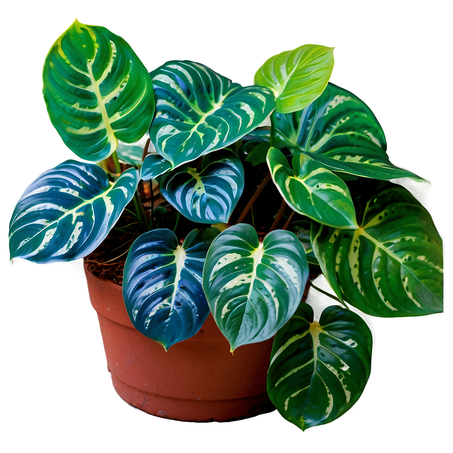 Cebu Blue Pothos Features Png Mof PNG Image