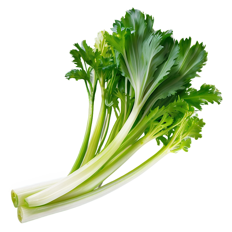 Celery B PNG Image