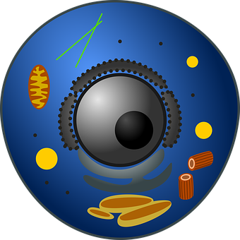 Cellular_ Structure_ Illustration PNG Image