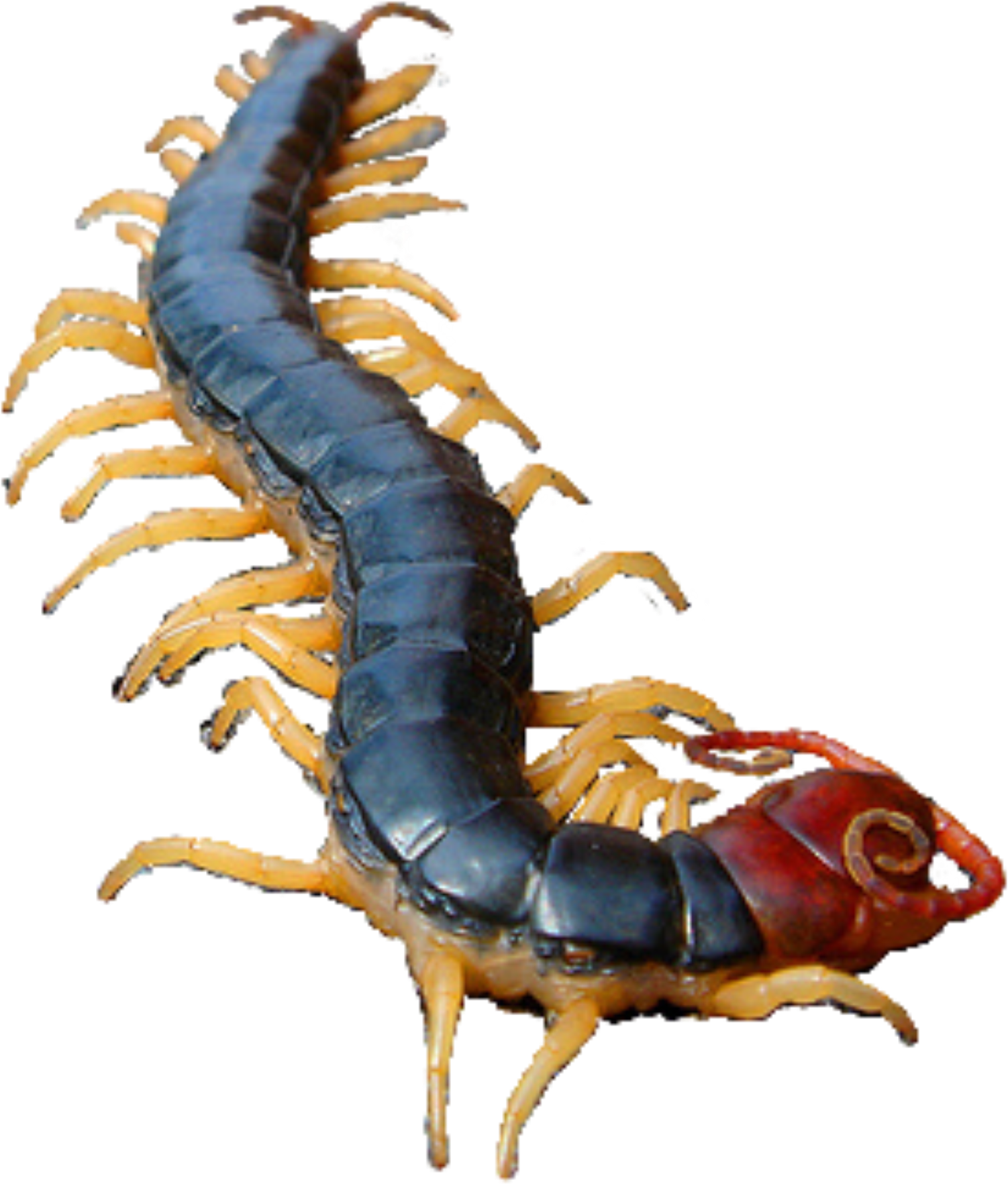 Centipede Close Up PNG Image