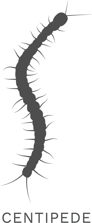 Centipede Silhouette Graphic PNG Image