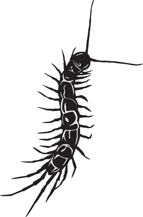 Centipede Silhouette Graphic PNG Image