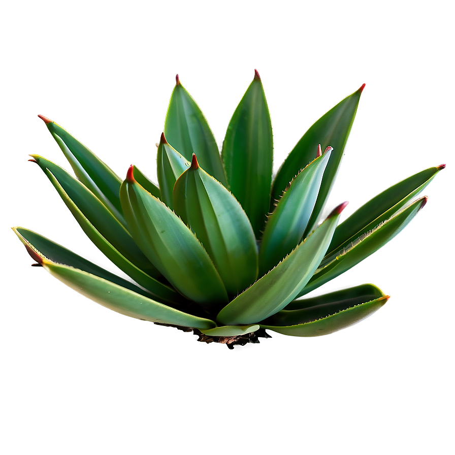 Century Plant Agave Png 06282024 PNG Image