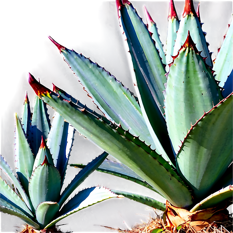 Century Plant Agave Png 06282024 PNG Image