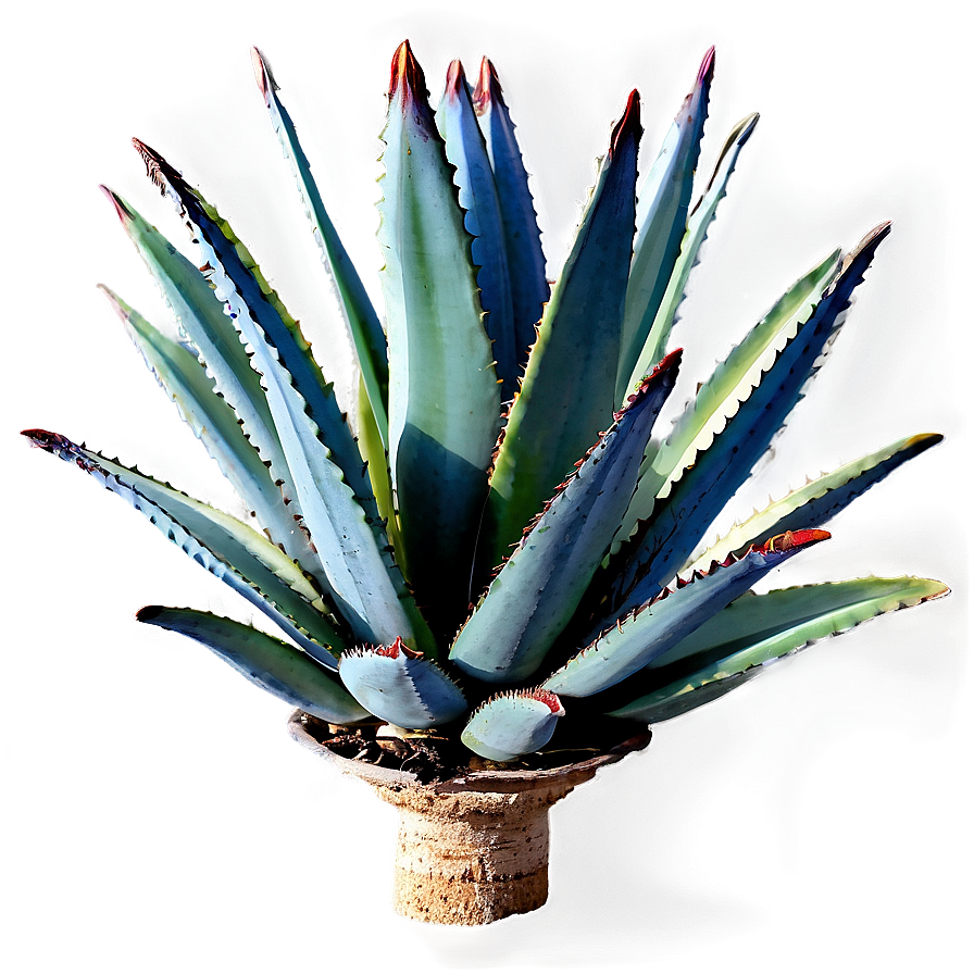 Century Plant Agave Png Mht PNG Image