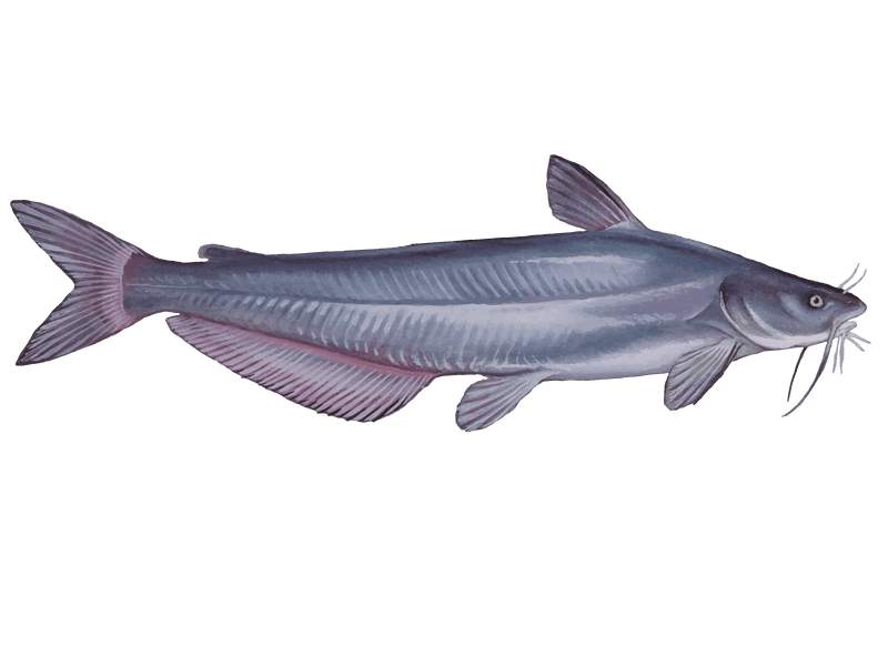 Channel Catfish Illustration PNG Image