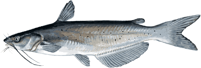 Channel Catfish Illustration PNG Image