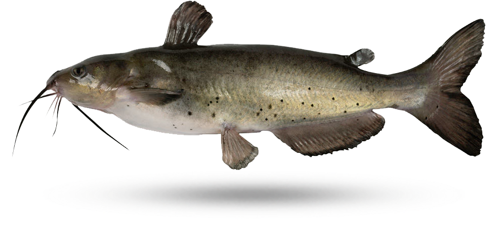 Channel Catfish Illustration PNG Image